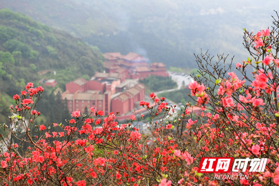 双牌阳明山林场最新动态报道